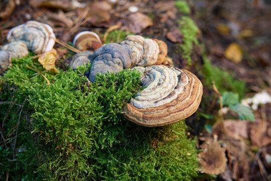 Bracket Fungi and Shelf Mushrooms Growing on Mossy Wood in Autumn Forest 