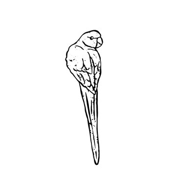 Hand drawn textured black and white vector illustration of isolated long tailed parakeet bird looking over its shoulder. Minimalist naive style monochrome tropical parrot graphic