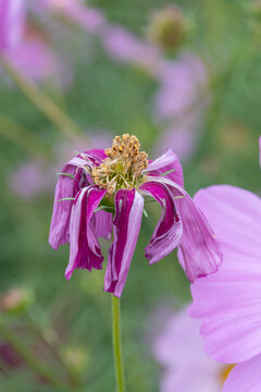 Close up of withered pink cosmos flower with falling petals in autumn field with bokeh background