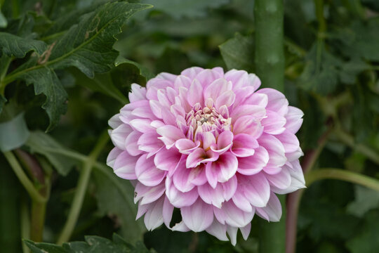 Close up delicate pink dahlia flower blooming softly in early autumn garden with green leaves background