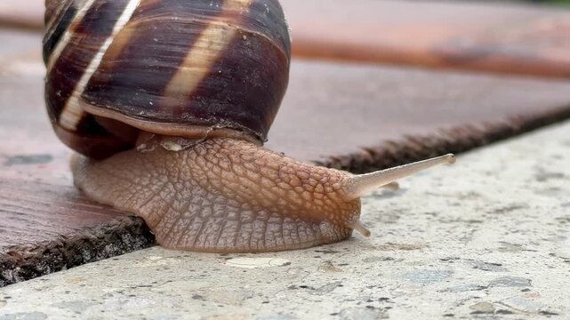 Macro close up of a garden snail crawling slowly across a textured concrete and wooden surface. A detailed view of a gastropod mollusk moving across a patio showing the intricate skin texture and the 