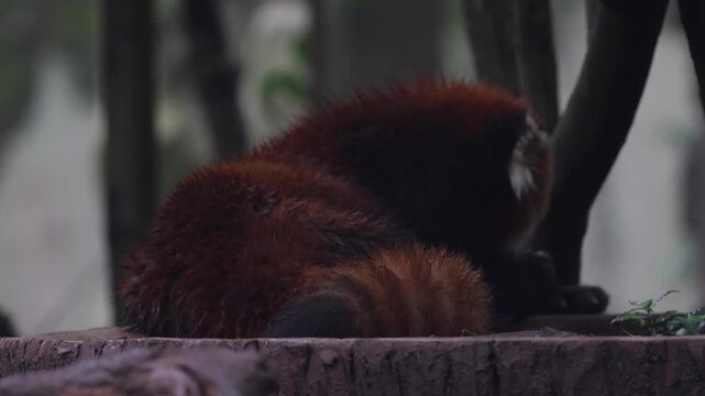 View of a red panda resting on a wooden platform at the Chengdu Research Base of Giant Panda Breeding in Chengdu, Sichuan, China.