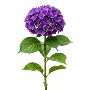flower violet isolated on white background