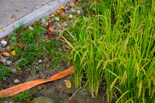 Close up of Ripening Green Rice Plants with Golden Grains in a Paddy Field