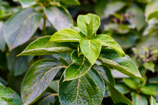 Lush Green Plant Foliage with Detailed Leaf Texture and New Sprouts