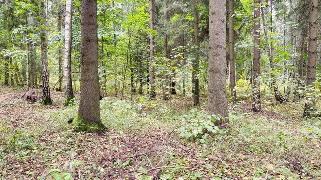 Tall trees stand peacefully in a quiet forest in Pavlovsk, Saint Petersburg. Fallen leaves cover the ground, bringing a serene and nostalgic feeling of nature.