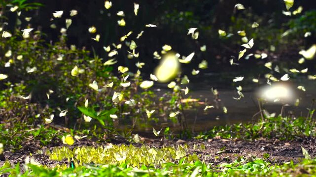 A group of beautiful yellow butterflies flying and perched to eat food and mineral water on the floor outdoors in the natural forest. Beauty in nature of butterfly species in Thailand in the wildlife.