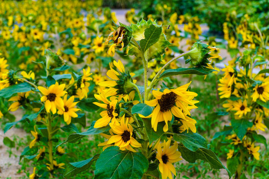 Vibrant Yellow Sunflowers Blooming and Fading in a Bright, Sunny Outdoor Field