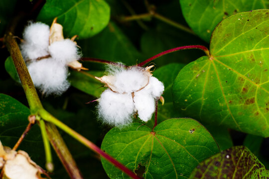 Close up of Fluffy White Cotton Bolls on a Lush Green Plant with Vibrant Leaves