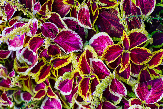 Vibrant Coleus Plant Foliage with Magenta, Red, and Lime Green Leaves
