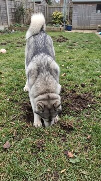siberian husky dog digging the garden to make a tunnel to australia funny moment
