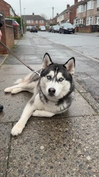 siberian husky dog funny moment