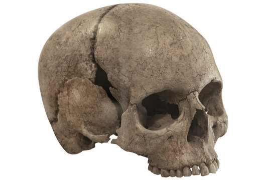 Real human skull isolated on isolated background.