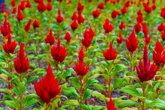 Vibrant Red Cockscomb Flowers Blooming in a Lush Garden