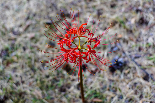 Vibrant Red Spider Lily Flower with Delicate Petals and Yellow Stamens