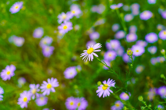 Delicate Purple Aster Flowers with Yellow Centers Blooming in a Green Field