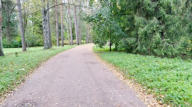 A wide pathway curves through tall trees in Pavlovsk, Saint Petersburg. Fallen leaves scatter across the ground, inspiring a peaceful, serene, and calm mood.