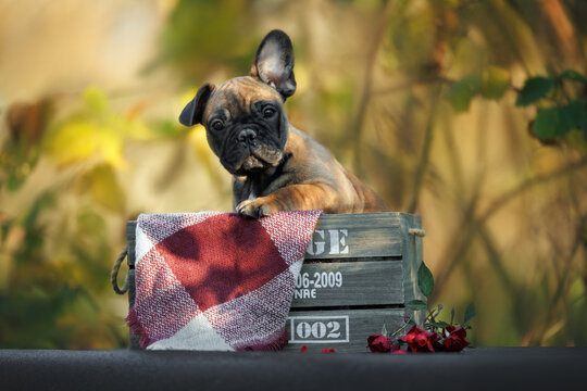 cute french bulldog puppy with a floppy ear posing in a wooden basket outdoors in autumn