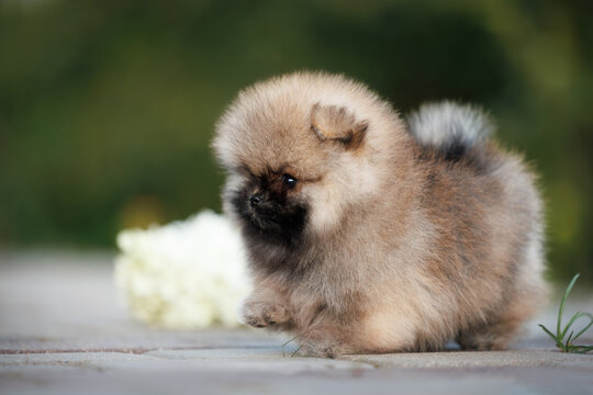 cute pomeranian spitz puppy playing outdoors, close up