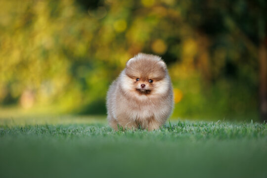 pomeranian spitz puppy standing outdoors on grass