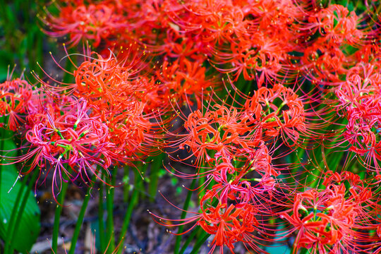 Vibrant Red Spider Lilies in Full Bloom with Delicate Petals and Long Stamens
