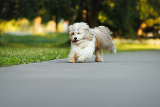happy tibetan terrier dog running in the park