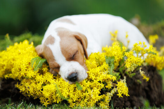 cute english pointer puppy sleeping on soft blooming moss