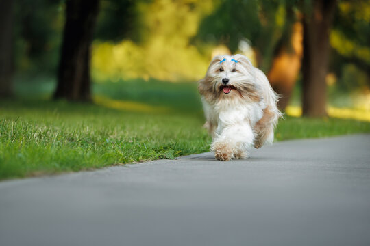 happy tibetan terrier dog walks in the park in summer