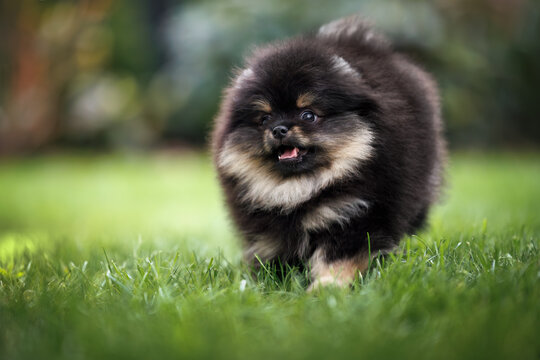 happy pomeranian spitz puppy running on grass in summer