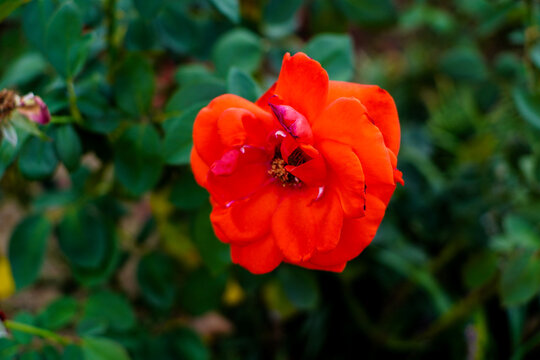 Close up of a Vibrant Red Rose Blooming with Lush Green Foliage in a Garden