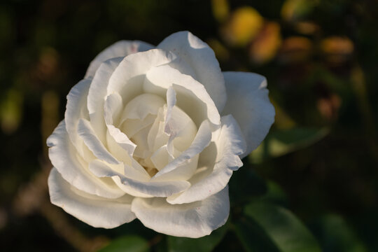 Close up white rose flower blooming under gentle sunlight in garden for wedding background