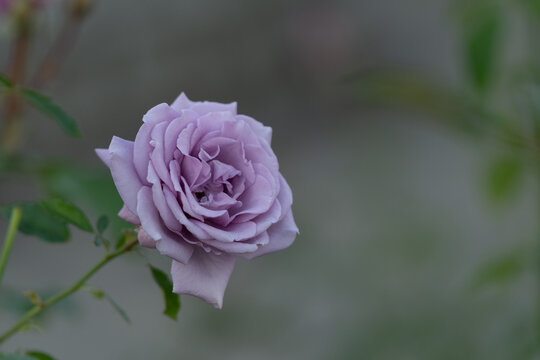 Beautiful Purple Rose Flower Blooming in Garden Close Up with Copy Space