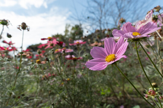Close up pink cosmos flowers blooming in autumn garden under blue sky with copy space
