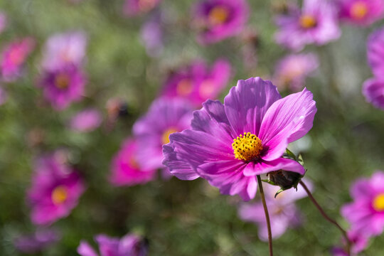 Bright Pink Cosmos Flower Blooming in Autumn Garden with Soft Bokeh Background