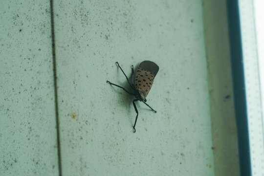 Spotted Lanternfly Perched on Textured Wall, Invasive Insect Pest Close up