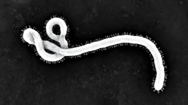 Scanning electron micrograph of single filamentous virus particle with pathogen
