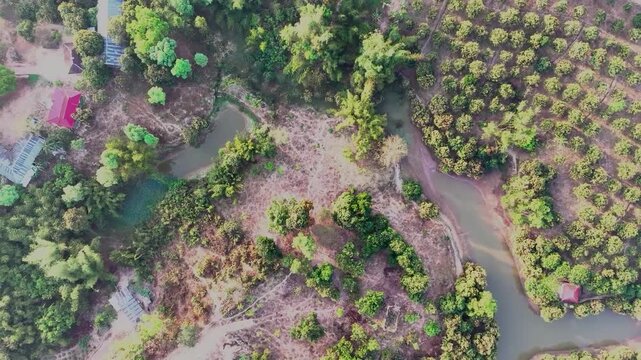 Aerial drone footage of deforested area with regrowth along riverbanks in tropical forest