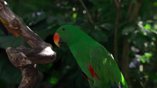Male eclectus parrot with vibrant green plumage perched on branch
