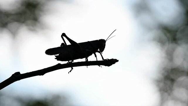 Close-up silhouette footage of a grasshopper sitting still on a thin tree branch against a bright blurred bokeh background. Great for nature documentaries, entomology, wildlife, and insect studies. 