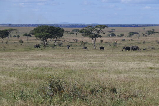 Eine Herde Elefanten und freier Blick zum Horizont in der Serengeti	