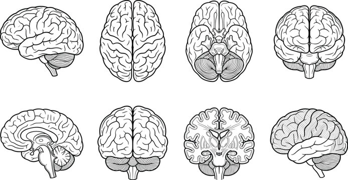 Detailed Human Brain Anatomy Illustration Collection Showing Lateral, Superior, Inferior, Coronal, and Sagittal Views for Medical Education