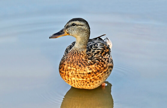 Female of duck (Anas plathyrhynchos) in the lake