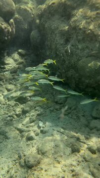 School of yellowfin goatfish swimming together over underwater coral reef rocks sunlight rays rippling on seabed tropical marine life underwater footage tropical sea snorkeling dive exploration