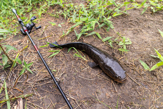 Caught striped snakehead fish - Channa striata lying on wet ground by rice field next to a fishing rod and reel in rural Thai way of life centered on making a living in harmony with nature.