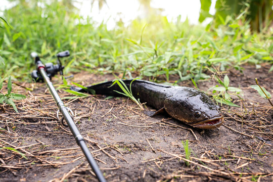 Caught striped snakehead fish - Channa striata lying on wet ground by rice field next to a fishing rod and reel in rural Thai way of life centered on making a living in harmony with nature.