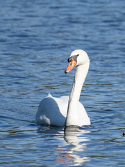 Obraz premium Adult mute swan gliding across calm blue water with elegant posture and a clear reflection.
