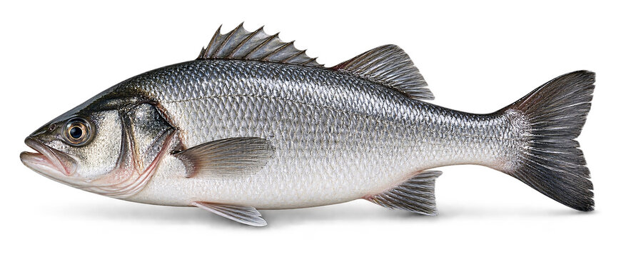 Fresh Whole Silver Sea Bass Fish Isolated on White Background