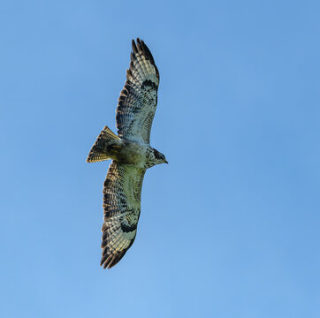 common buzzard (Buteo buteo) in flight