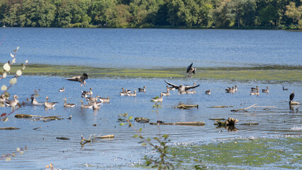 Mixed flock of geese gathering and feeding in shallow water. Documentary image of waterbird communities in a European wetland. © Aleksandra