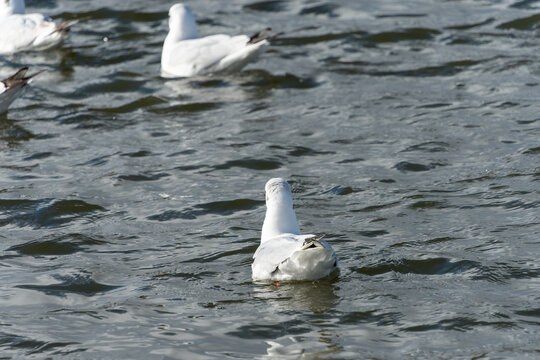 Rear view of a black headed gull floating gracefully on ripples water with copy space